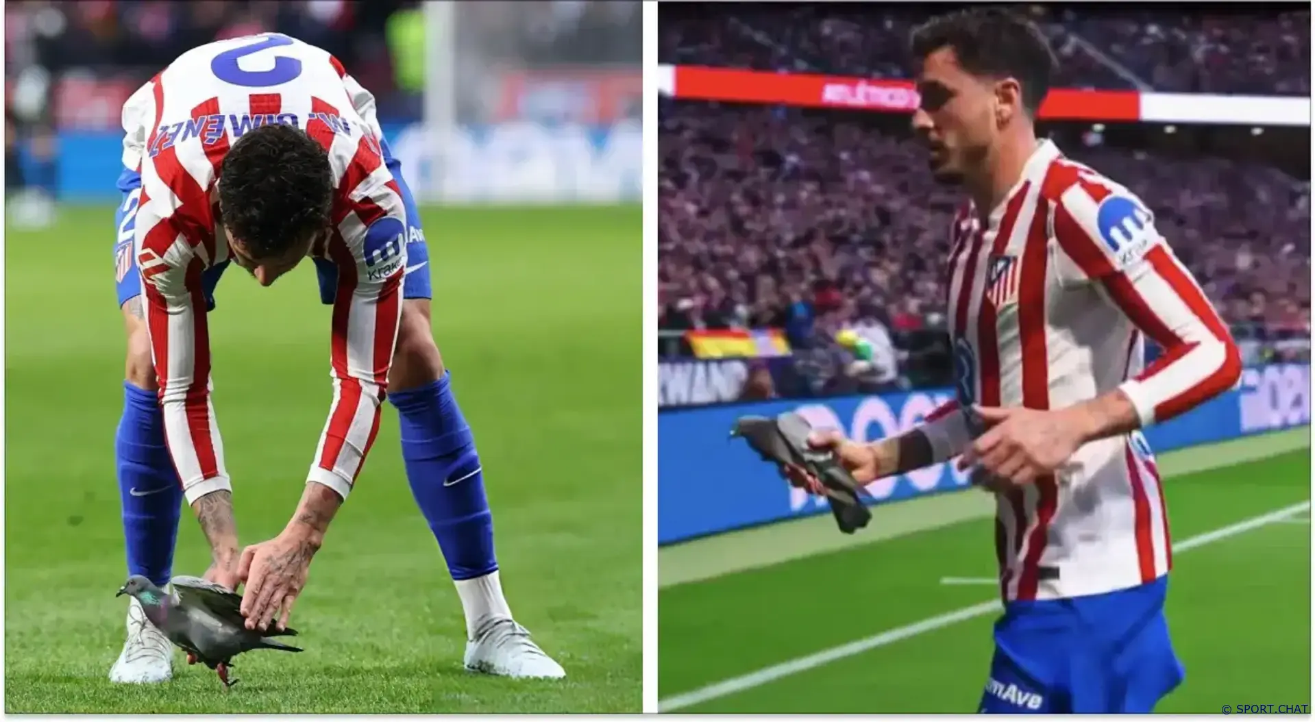 Хименес убрал голубя с поля во время матча «Атлетико» — «Реал Сосьедад»